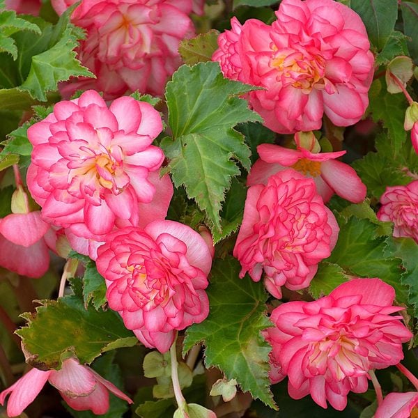 Begonia Nonstop Rose Picotee