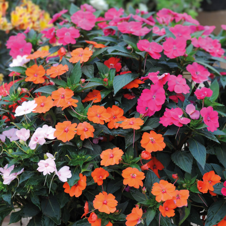 IMPATIENS SUN ‘HARMONY’ Villiard Serres et jardins