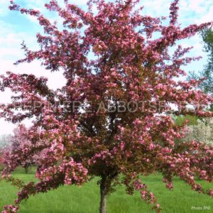 Malus Red Splendor (Pommetier) – Villiard Serres et jardins