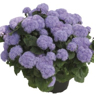 Ageratum Park Majorelle