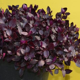 Alteranthera Choco Chili