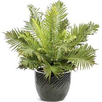 Blechnum gibbum Silver Lady