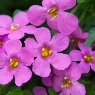 Bacopa epic Pink