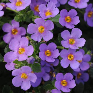 Bacopa epic Blue