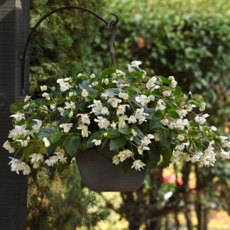 Begonia Dragon Wing White
