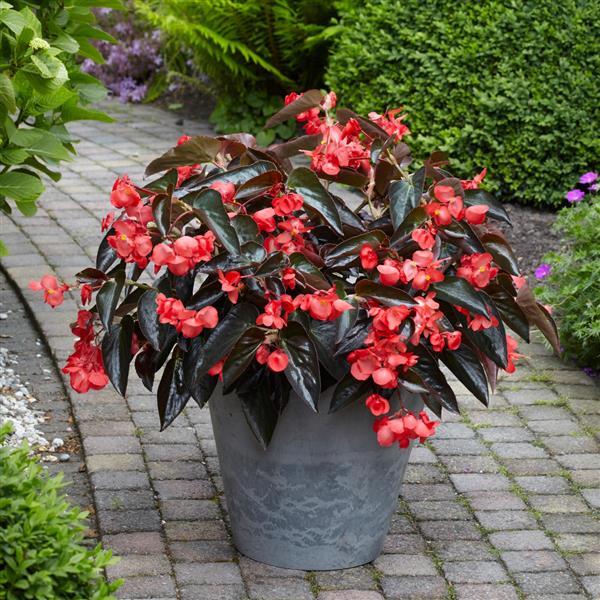 Begonia Dragon Wing Red Feuillage Bronze