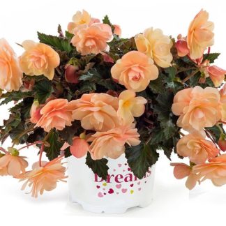 Begonia Fragrant Falls Peach