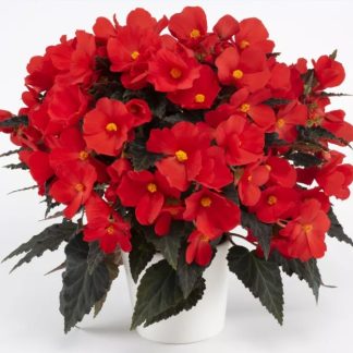 Begonia Boliviensis Florencio Red