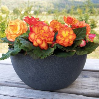 Begonia Nonstop Fire