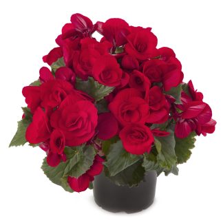 Begonia Rieger Baladin