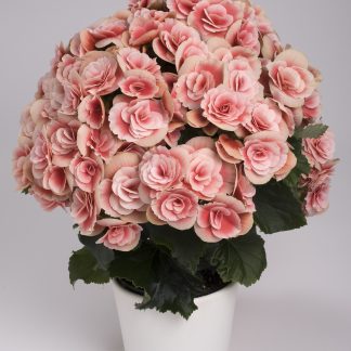 Begonia Rieger Borias