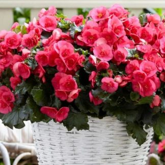Begonia Rieger Evi Bright Pink