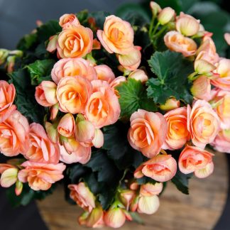 Begonia Hailey Sunset