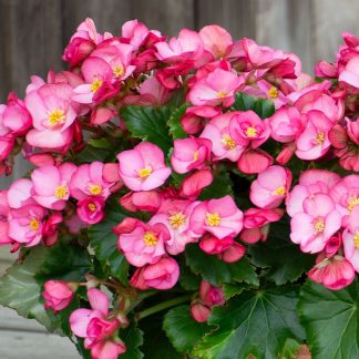 Begonia Rieger Garden Macarose