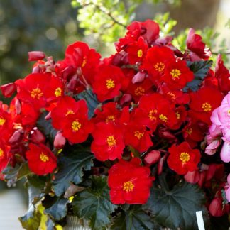 Begonia Rieger Garden Macarouge