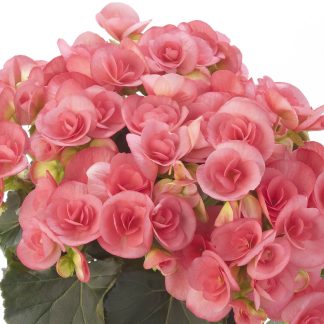 Begonia Rieger Netja Dark