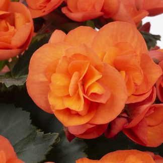 Begonia Sweeties Orange