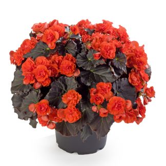 Begonia Solenia Chocolate Orange