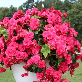 Begonia Vermillion Hot Pink