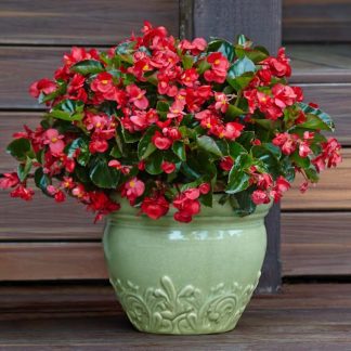 Begonia Surefire Red