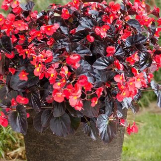 Begonia Viking XL Red on Chocolate