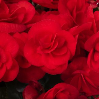 Begonia Sweeties Red