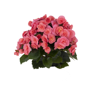 Begonia Rieger Sweeties Pink