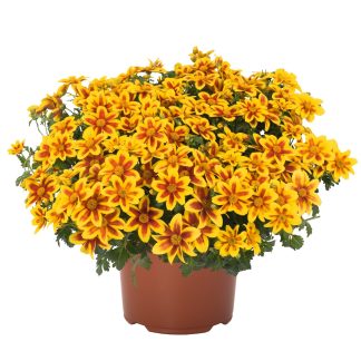 Bidens bidy boom Embers