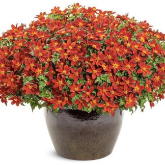 Bidens Red Ember