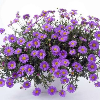 Brachyscome Fresco Purple