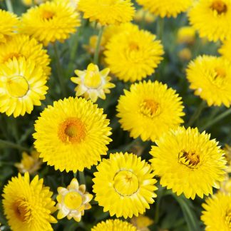Bracteantha Granvia Gold