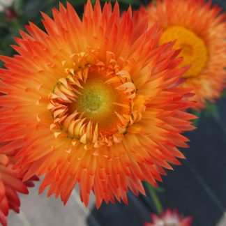 Bracteantha Granvia Orange Flame