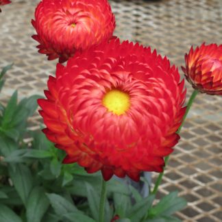 Bracteantha Granvia Crimson Sun
