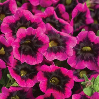 Calibrachoa superbells Blackcurrant Punch