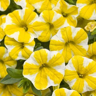 Calibrachoa superbells Lemon Slice
