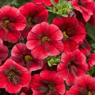 Calibrachoa superbells Pomegrenate Punch