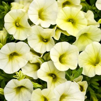 Calibrachoa superbells Yellow Chiffon