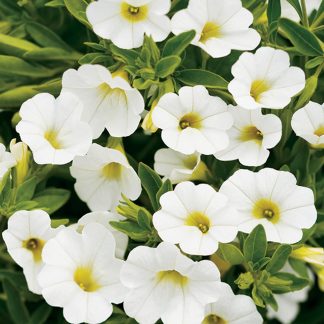 Calibrachoa superbells White