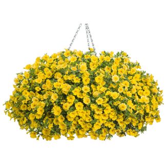 Calibrachoa superbells Yellow