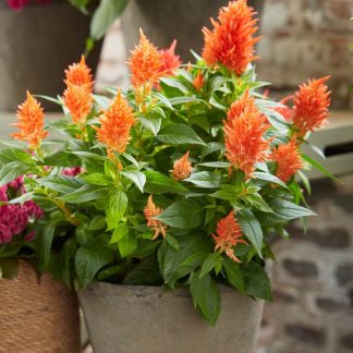 Celosie Kelos Fire Orange