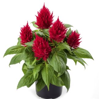 Celosie Kelos Fire Red