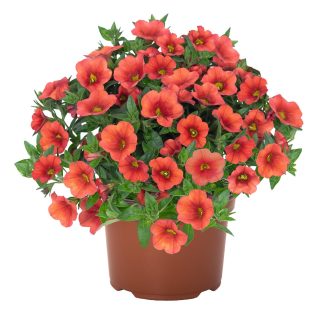 Calibrachoa Aloha Hot Orange