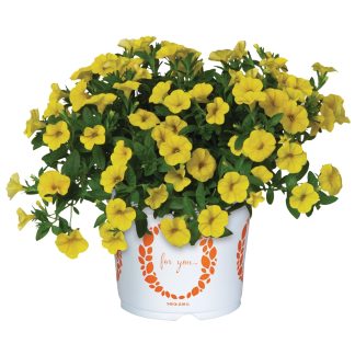 Calibrachoa Aloha Nani Golden Girl
