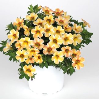 Calibrachoa Caliloco Caramel