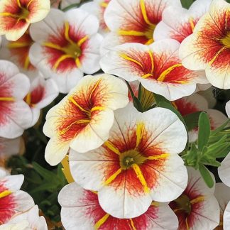 Calibrachoa Calitastic Cappucino