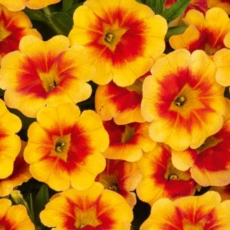 Calibrachoa Aloha Kona Hula Gold Medal