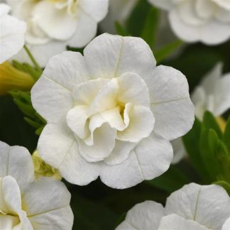 Calibrachoa UNO Double White