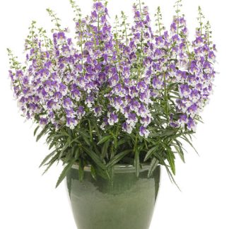 Angelonia angelface Wedgwood Blue